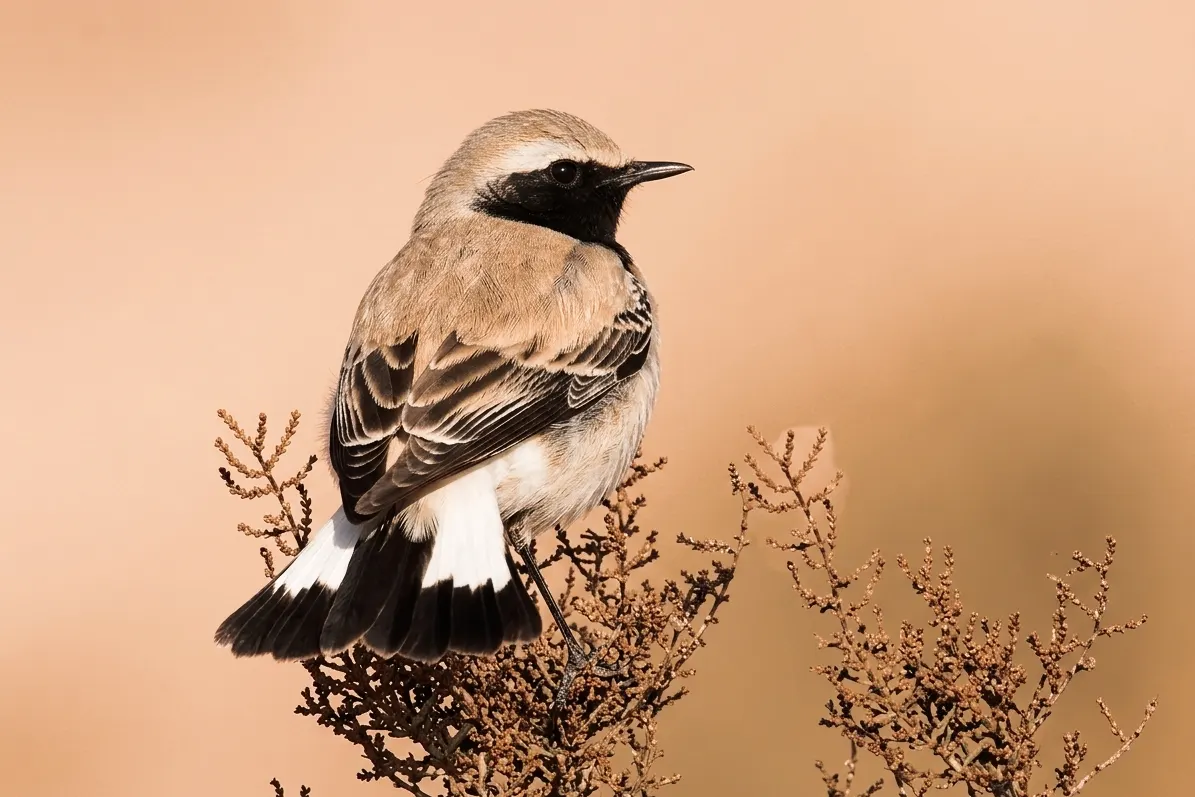 Sandy-coloured wheatear on a dry shrub with a black-and-white tail